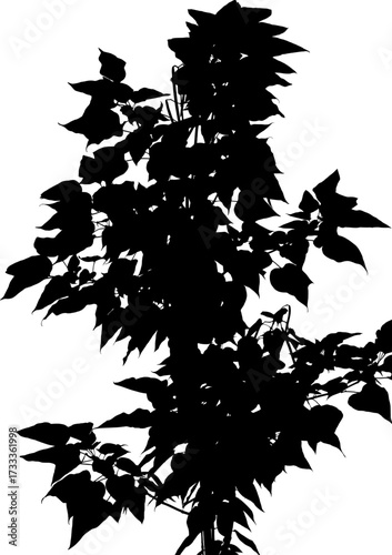 Vector illustration of a linden tree