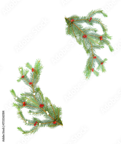 Natural fir branches decorated with berries. A Christmas design element.