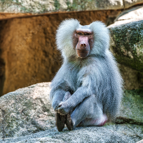 Quadro em tela The hamadryas baboon, Papio hamadryas is a species of baboon