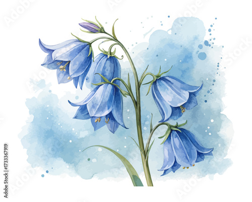 Watercolor Bluebell Flower Painting vector illustration