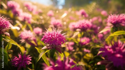 Vibrant Pink Wildflowers in a Sunlit Meadow with Soft-focus Background and Glimmers of Light in Nature's Serenity
