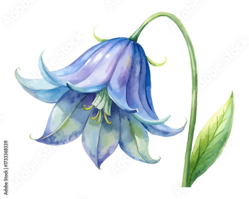 Watercolor Bluebell Flower Painting isolated on white background