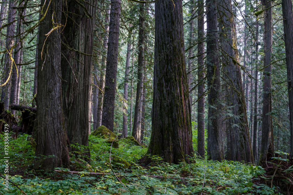 Fototapeta premium Ross Creek Trail 142