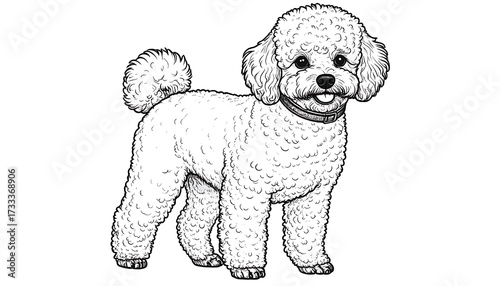 Black and white illustration of a poodle