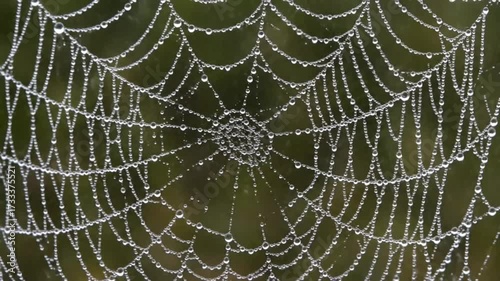 Wallpaper Mural Delicate spider web adorned with sparkling morning dew drops in a serene natural setting. Torontodigital.ca