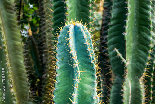 Columnar cactus, likely Cereus repandus Peruvian Apple Cactus