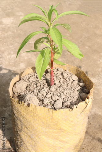 Impatiens balsamina flower plant on bag