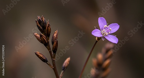 Single purple flower and dried buds against blurred natural background