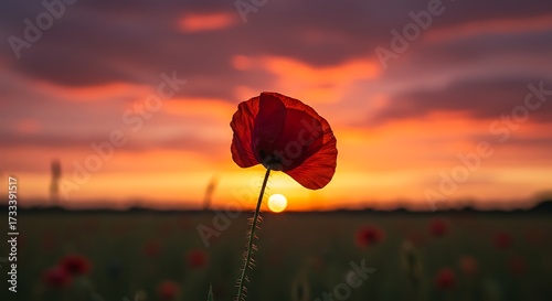 Single red poppy flower silhouetted at sunset sky silhouette nature field