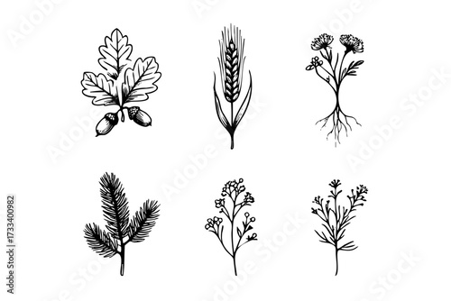 Six different types of plants, including a tree, a leaf, and a flower. The plants are all black and white, giving the image a classic and timeless feel