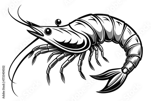 shrimp vector illustration