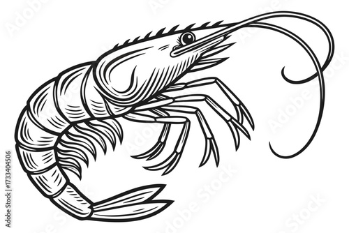 vector illustration of a crayfish on a white background