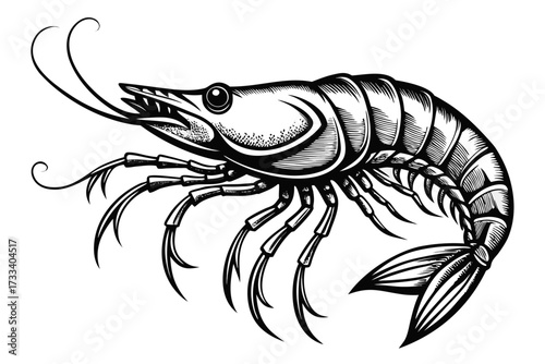 vector illustration of a shrimp
