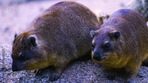 Close up of two hyrax sitting on a rock and looking around on a sunny day