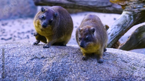 Close up of two hyrax sitting on a rock and looking around on a sunny day