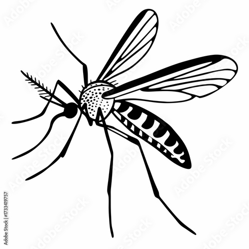 Black and white illustration of a mosquito in detailed design  