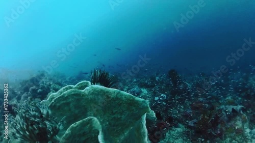 Underwater landscape, coral reef with many tropical fish of different species against the backdrop of blue water in the Indonesia Timur - Bunaken, Manado