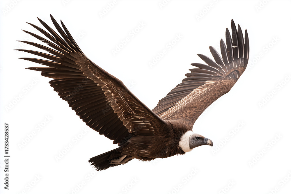 Obraz premium vulture, isolated, bird, flying, wings, flight, raptor, wildlife, predator, nature, scavenger, large bird, animal, beak, plumage, feathers, wild, avian, wingspan, majestic, environment, sky, soar, fre