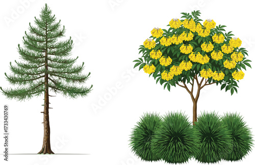Tall evergreen pine tree and blooming yellow flower tree with green bushes, natural garden landscape illustration, isolated on white background, eco friendly outdoor nature design