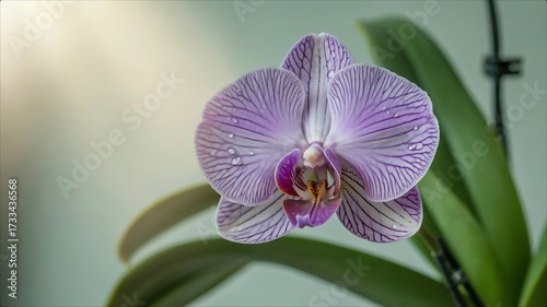 Closeup of a beautiful purple and white striped orchid flower with green leaves.