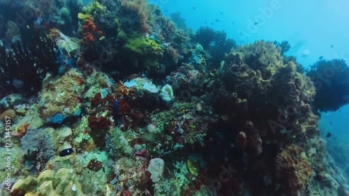 Underwater landscape, coral reef with many tropical fish of different species against the backdrop of blue water in the Indonesia Timur - Bunaken, Manado