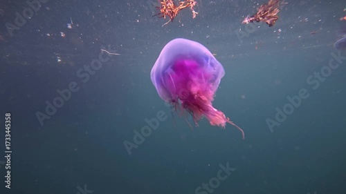 Purple jellyfish in the Norwegian Sea Ancient Aliens