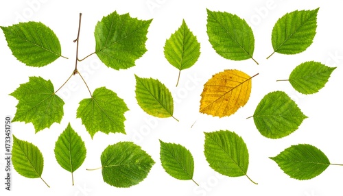 Collection of various green and one yellow autumn leaves