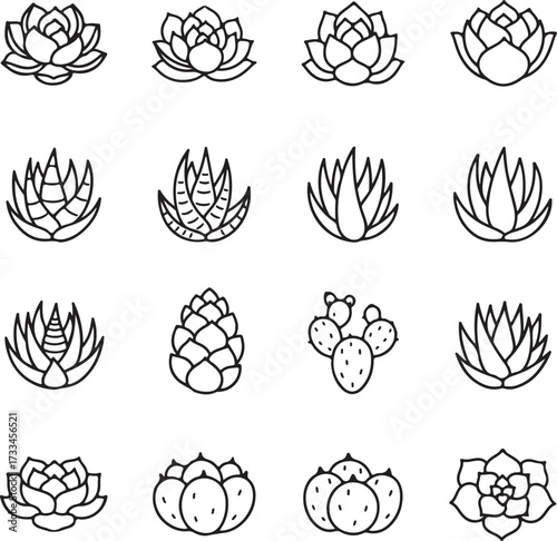 Succulent Collection: A meticulously crafted collection of varied succulent illustrations. Featuring a multitude of species in an array of stunning arrangements. A visually rich resource for design.