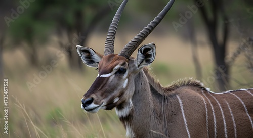 Majestic eland grazing in natural habitat with horns and striped coat