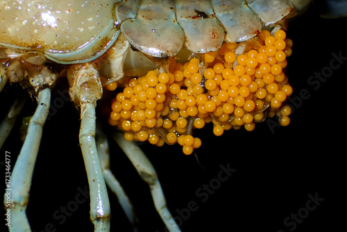 Εκτύπωση καμβά Close-up of crayfish eggs incubated under the female’s abdomen, showing detailed