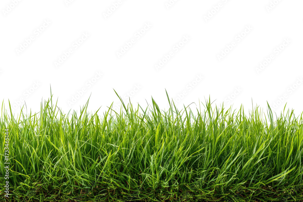Fototapeta premium Lush green grass edge against transparent background