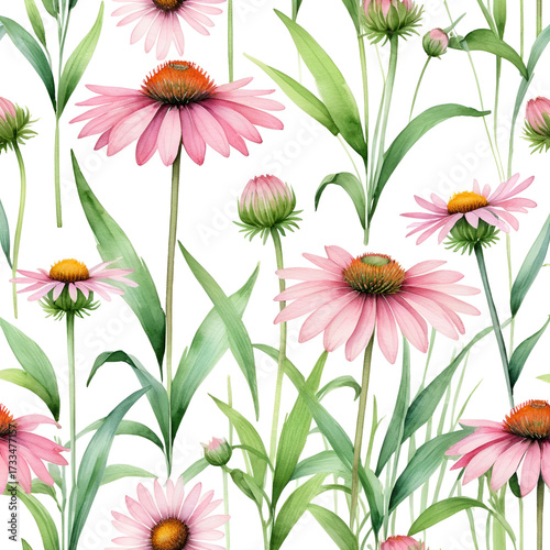 Watercolor of pink coneflowers in the grass white background simple design.