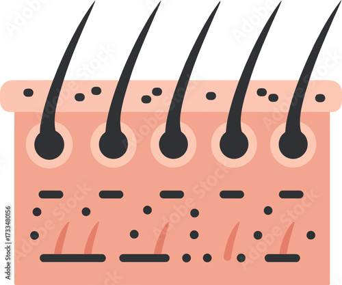 Illustration of human skin cross-section showing hair follicles and pores