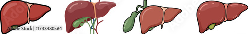 Anatomical set of human liver illustrations showing gallbladder and bile ducts