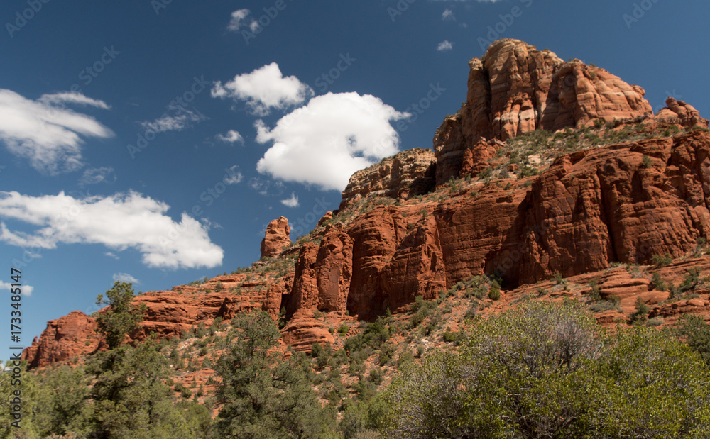 Fototapeta premium Red Rock Mesa with Desert Tree