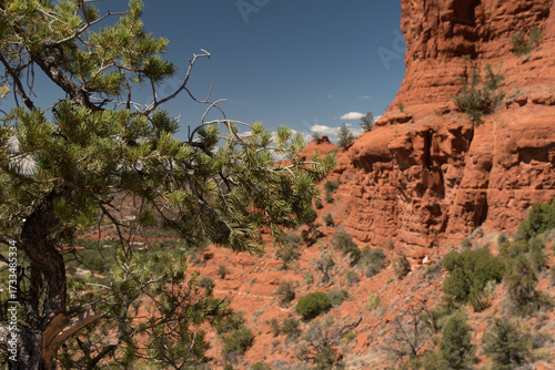 Pine Tree and Red Rock Cliff in Sedona