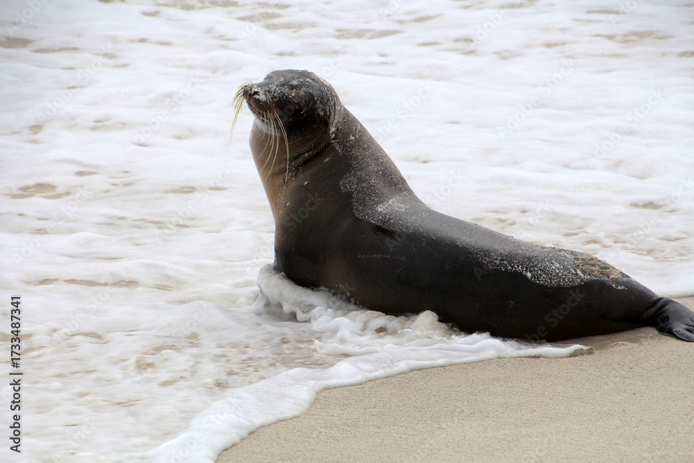Obraz premium Galapagos sea lion on beach, Espanola Island, Galapagos Island, Ecuador