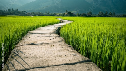 Walking trail made of stone bricks in rural paddy field, rural, serene, pathway, trekking, grass