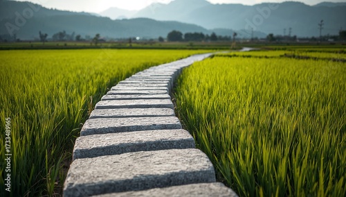 Stone path through a lush green rice field, nature, countryside, agriculture, landscape, journey