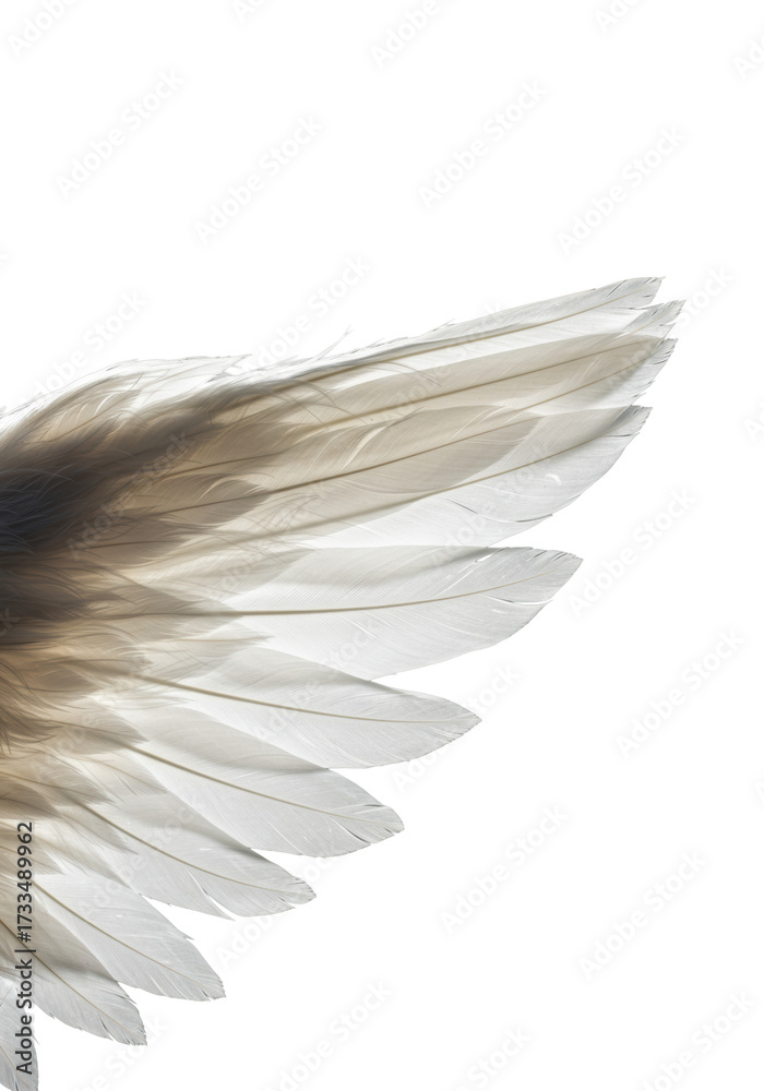 Naklejka premium transparent angel wing, extreme close-up, intricate unfurling feathers, iridescent barbules, soft down, luminescent plumage on a transparent background, ethereal beauty concept
