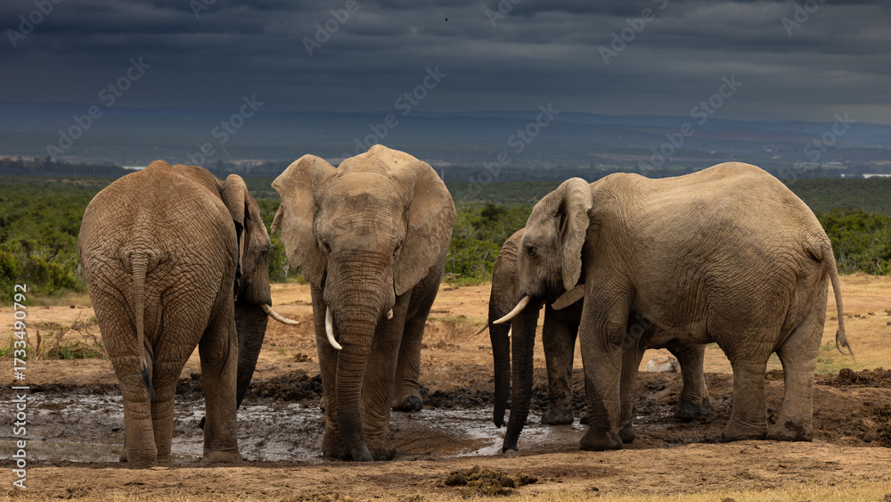 Fototapeta premium A small herd of elephant (Loxodonta africana) near Berg-en-Dal in the Tankwa Karoo National Park, Western Cape, South Africa