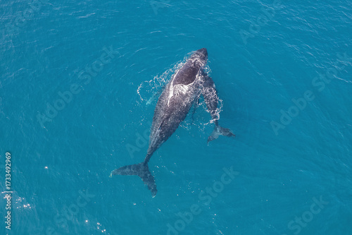 Top down aerial views of a Humpback Whale with calf feeding in shallow waters