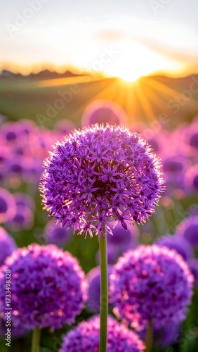 Purple flowers in sunset light