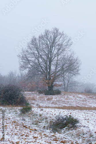 Wallpaper Mural Winter Landscape with Bare Trees and Snowy Field Torontodigital.ca