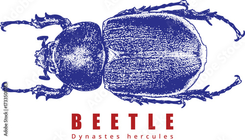 Rhinoceros Beetle Top Down Illustration. Minimalist Retro Stipple Art. Blue Insect Graphic, Red Text. High Contrast Entomology Design. Isolated on White.