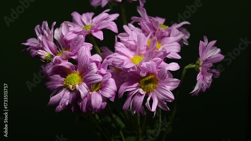 Pink Chrysanthemum on a Dark, Contrasting Background