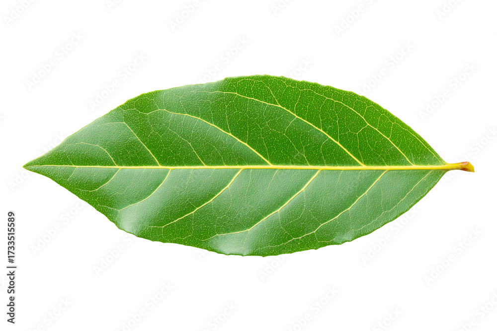 Obraz premium Close-up of a fresh green bay leaf isolated on a transparent background, ideal for cooking, herbal, and natural food concepts.