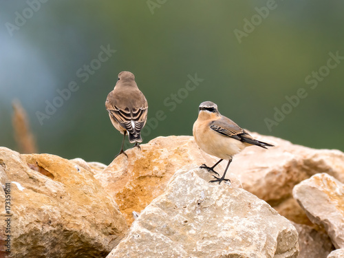 Steinschmätzer (Oenanthe oenanthe) 