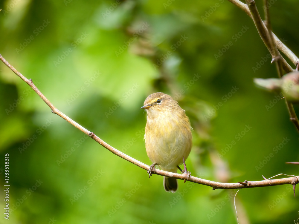 Obraz premium Zilpzalp, Phylloscopus collybita