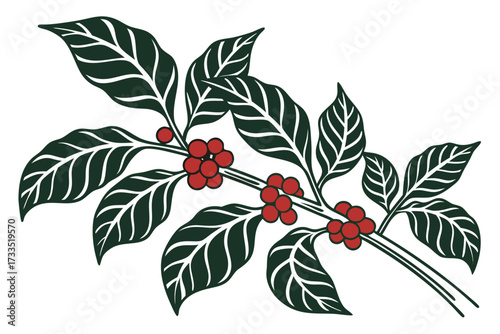 vector illustration of a branch of coffee plant